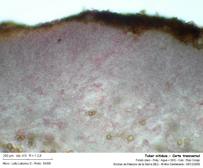 Tuber nitidum #15072