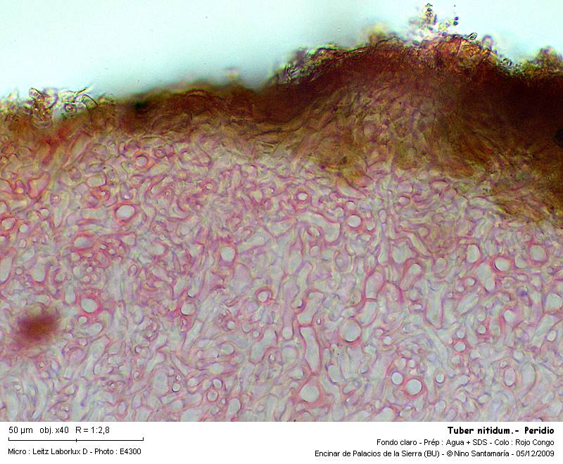 Tuber nitidum #15071
