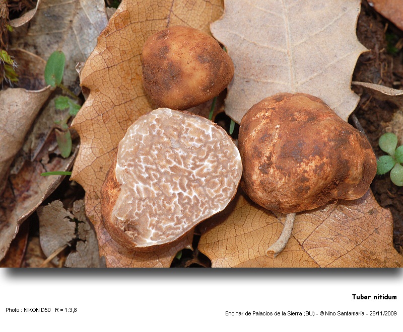 Tuber nitidum #15070