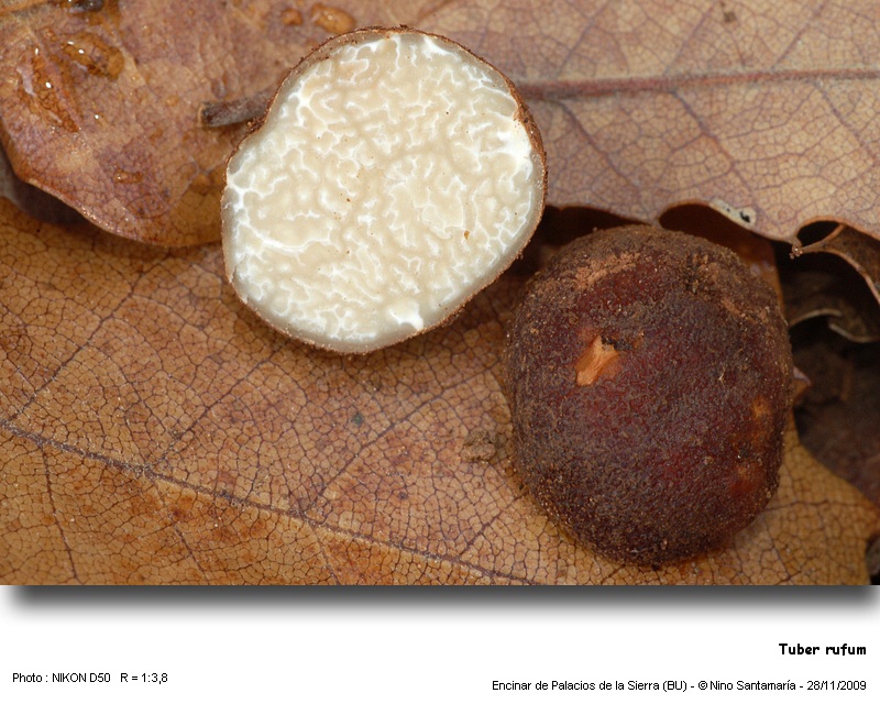 Tuber rufum #15050