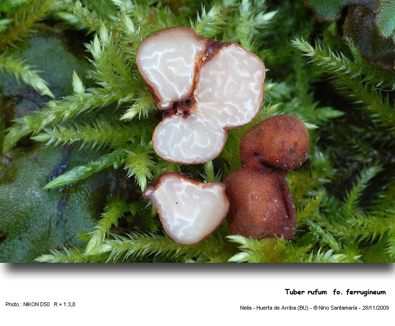 Tuber rufum #15054