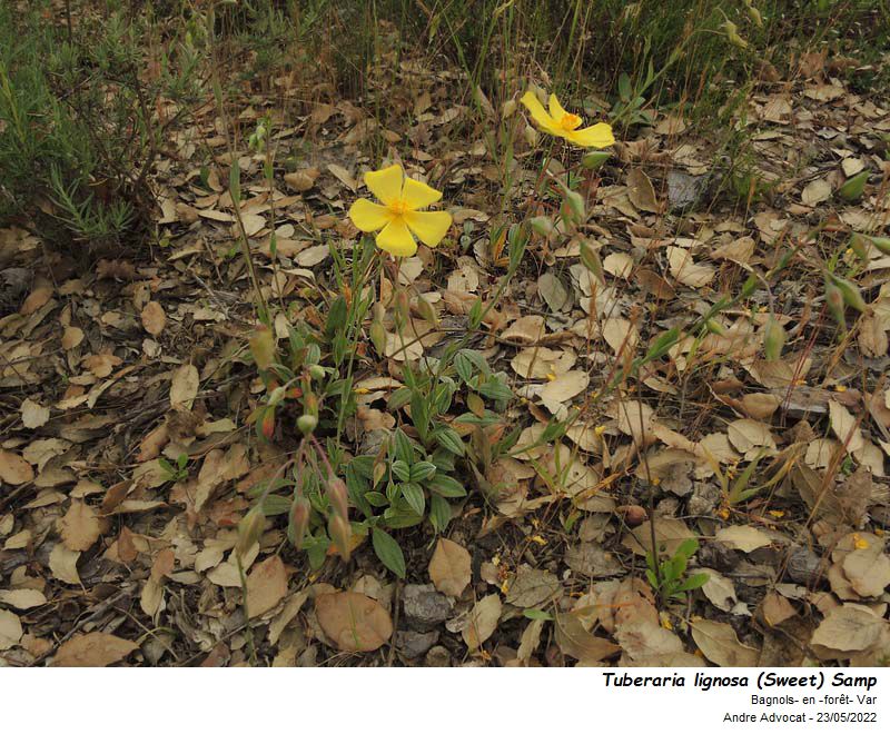 Tuberaria lignosa (Sweet) Samp #73072