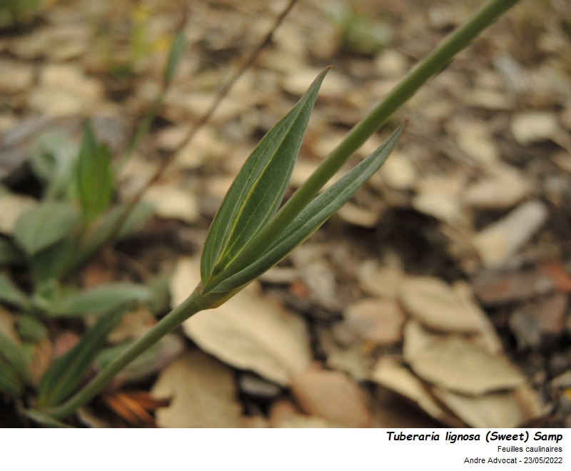Tuberaria lignosa (Sweet) Samp #73074