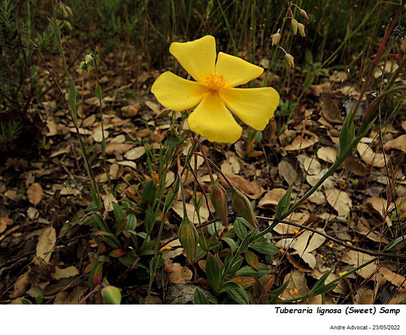 Tuberaria lignosa (Sweet) Samp #73076