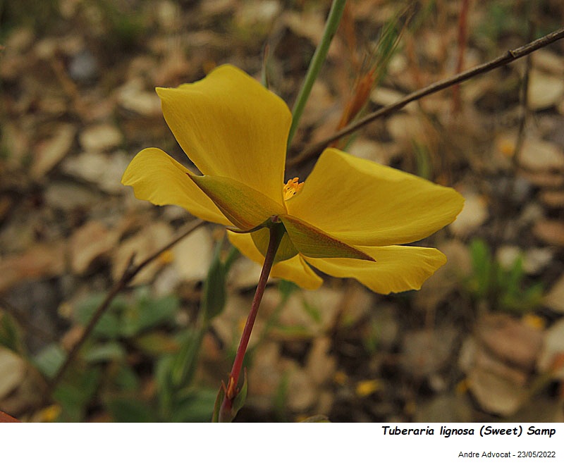 Tuberaria lignosa (Sweet) Samp #73075