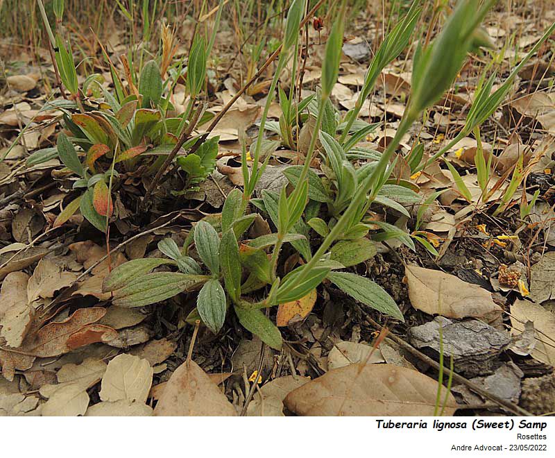 Tuberaria lignosa (Sweet) Samp #73073