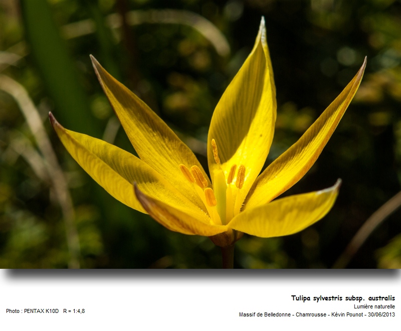 Tulipa sylvestris subsp. australis (Link) Pamp. #32522