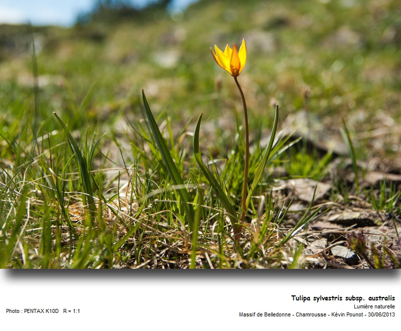Tulipa sylvestris subsp. australis (Link) Pamp. #32521