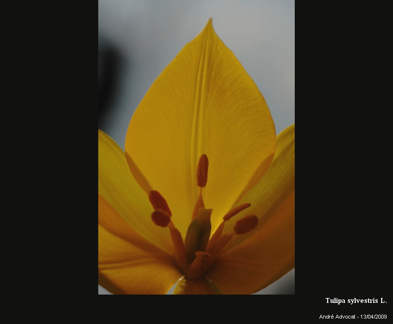 Tulipa sylvestris L. (Tulipe des vignes) #74053
