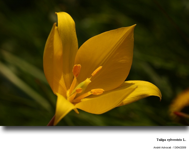 Tulipa sylvestris L. (Tulipe des vignes) #74052