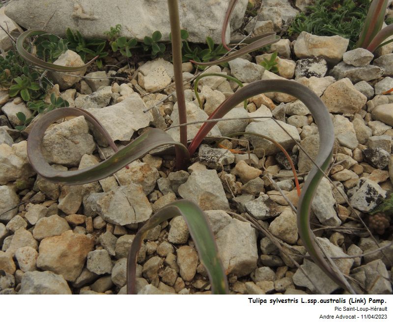 Tulipa sylvestris L. (Tulipe des vignes) #74228