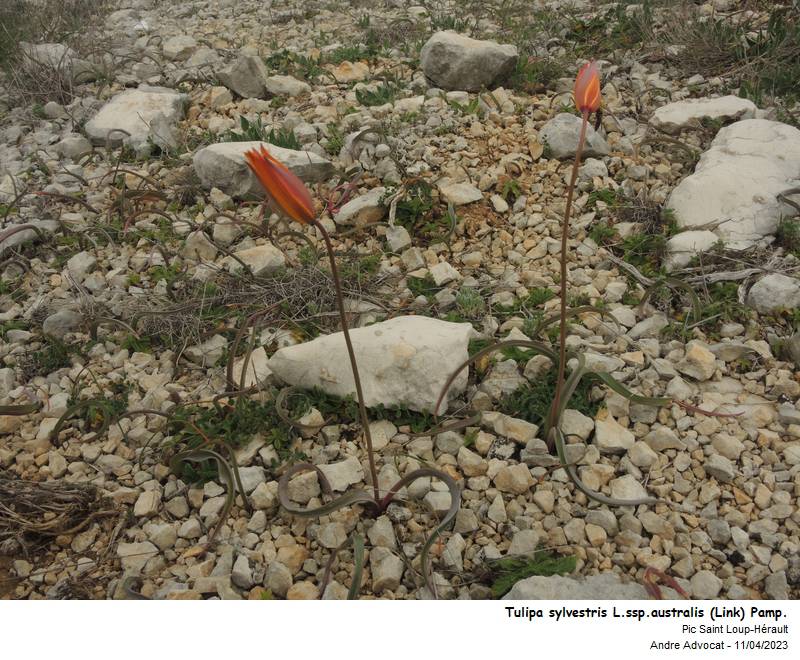 Tulipa sylvestris L. (Tulipe des vignes) #74225