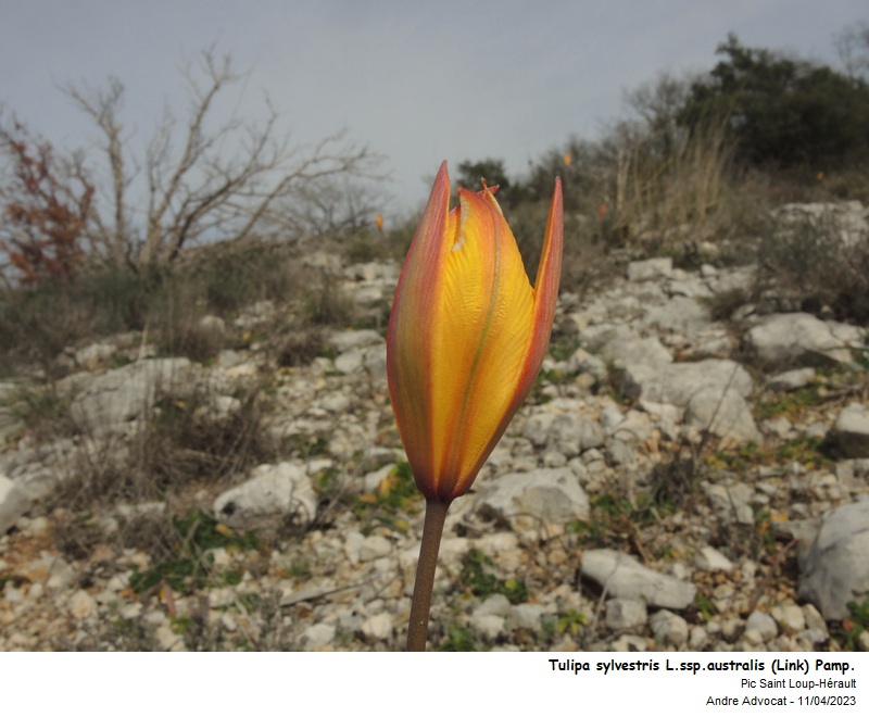 Tulipa sylvestris L. (Tulipe des vignes) #74226
