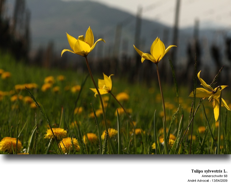 Tulipa sylvestris L. (Tulipe des vignes) #74051