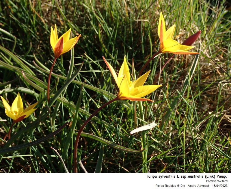 Tulipa sylvestris L. (Tulipe des vignes) #74227