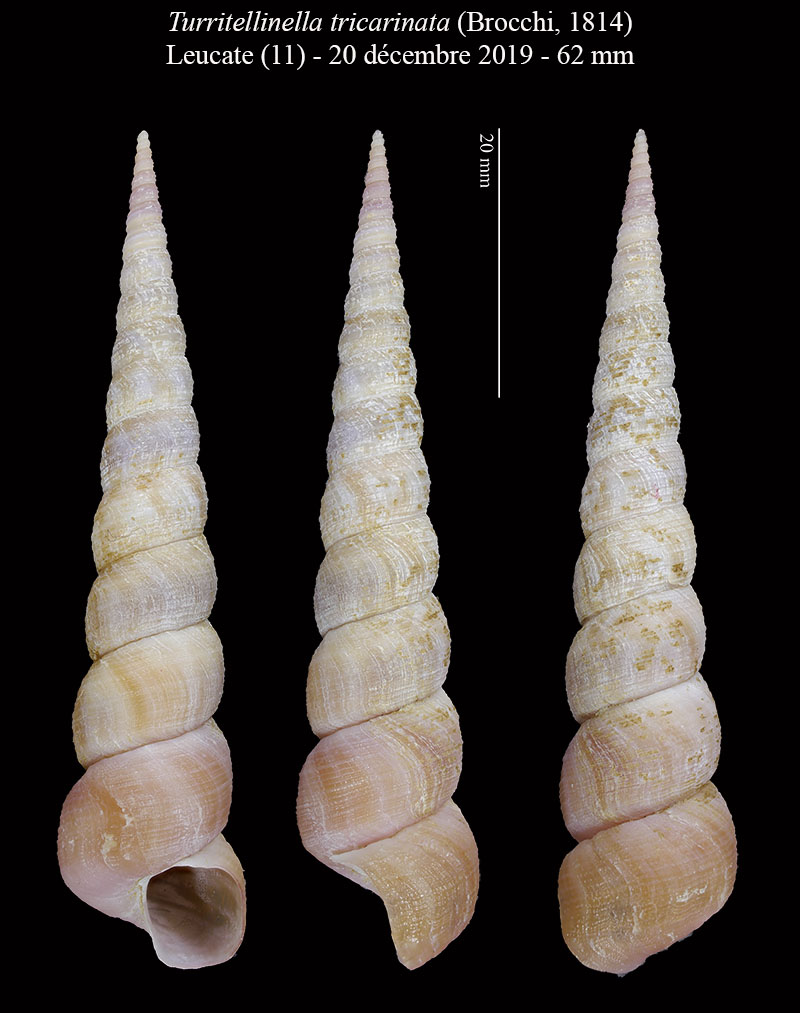 Turritellinella tricarinata #63506