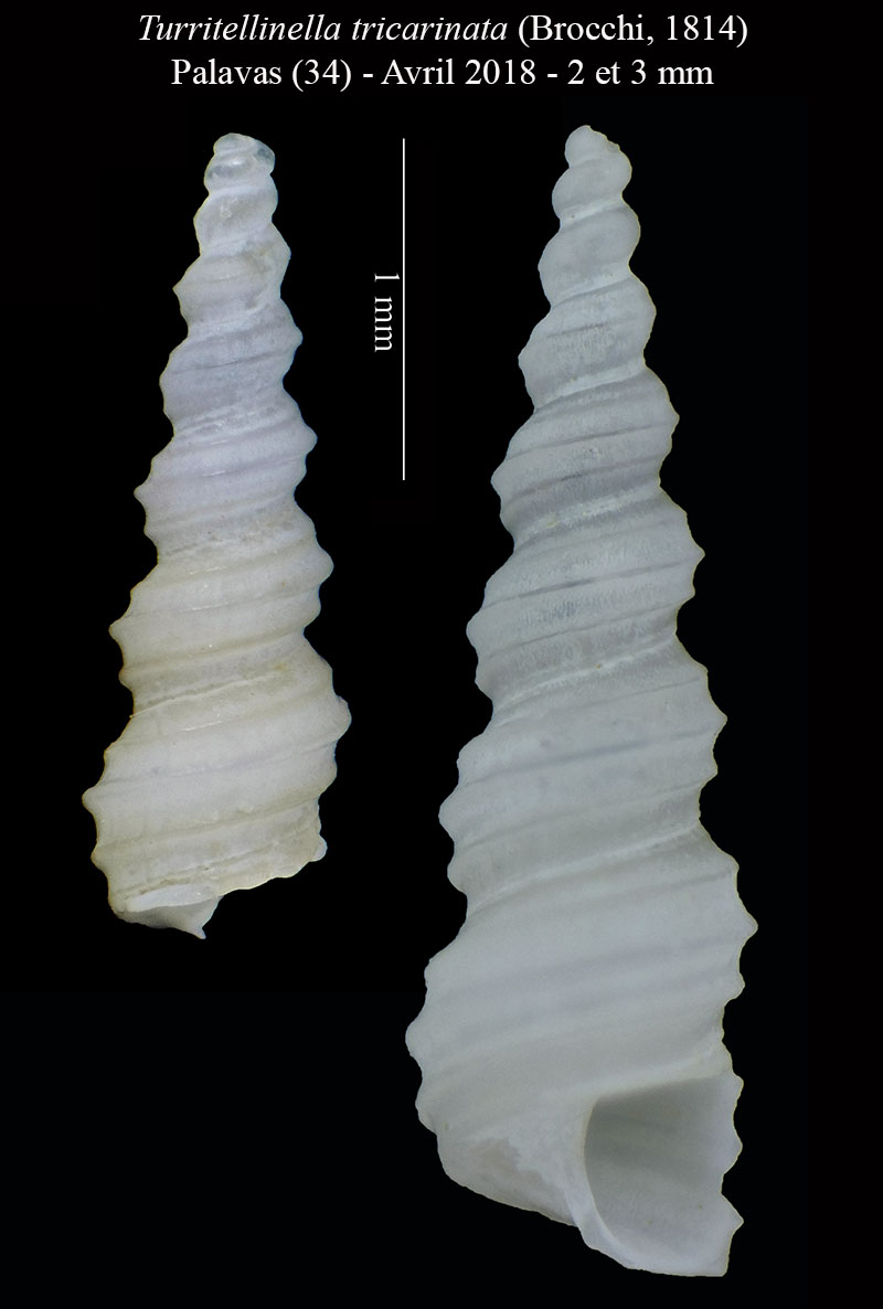 Turritellinella tricarinata #63510