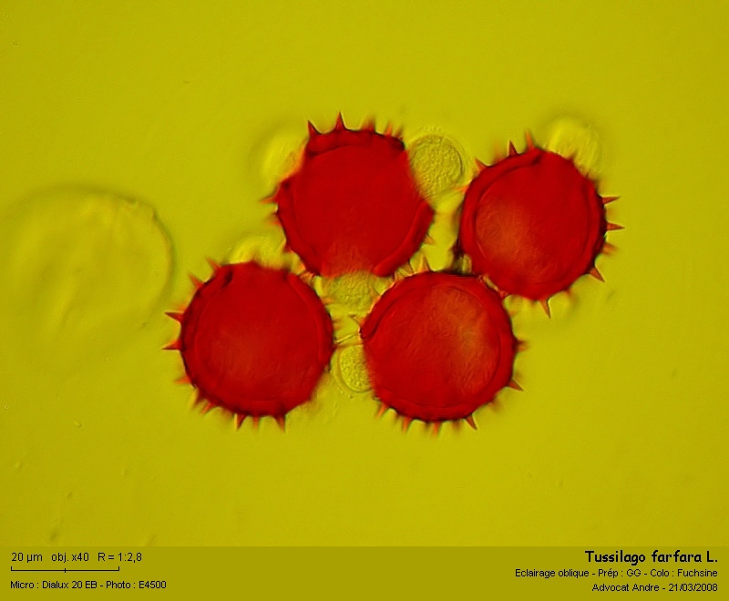 Tussilago farfara L. (Le Pas-d âne) #2929