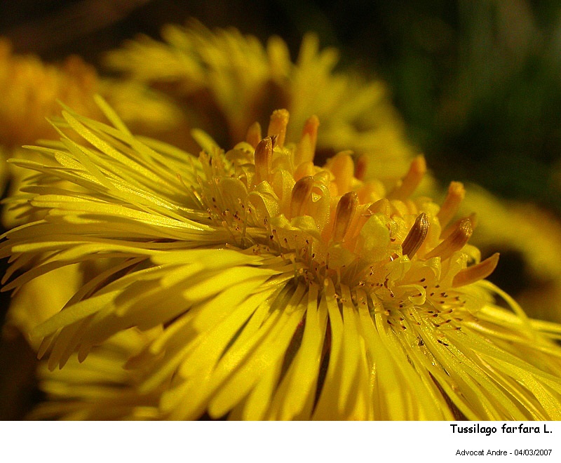 Tussilago farfara L. (Le Pas-d âne) #2928