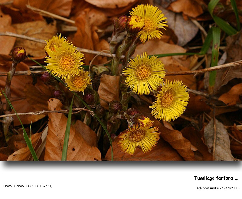 Tussilago farfara L. (Le Pas-d âne) #2927