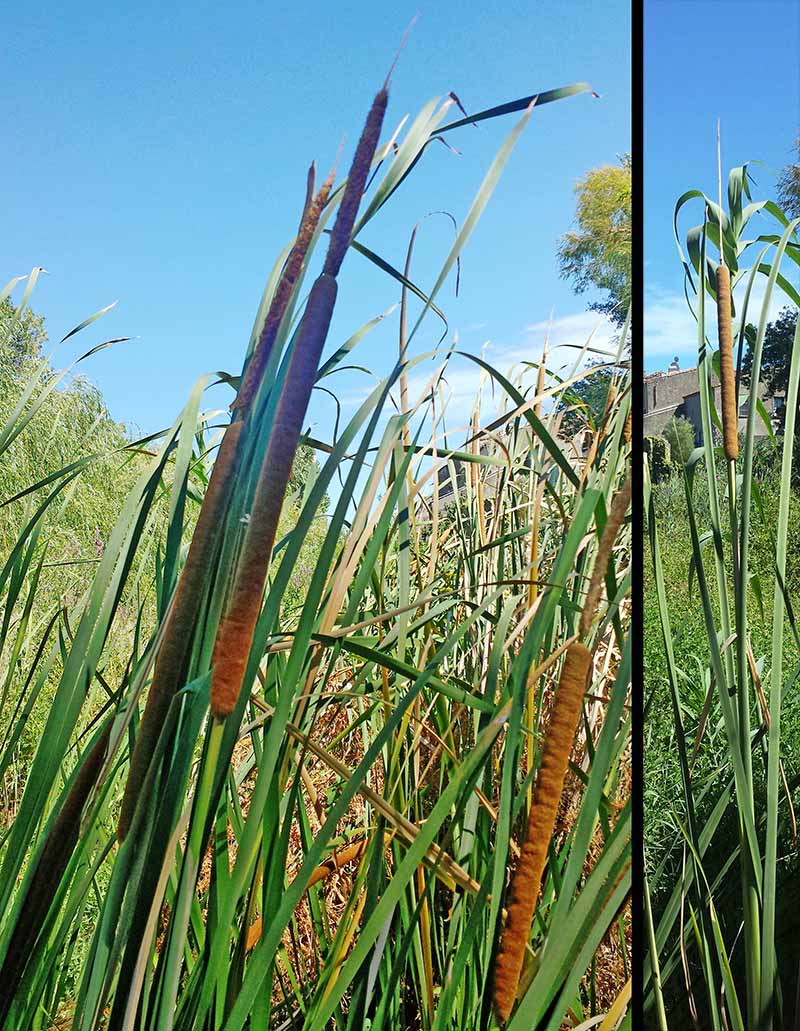 Typha angustifolia Linné, 1753 #46484