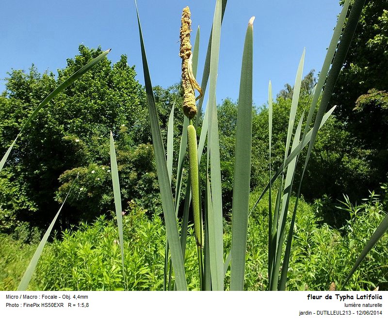 TYPHA LATIFOLIA - ROSEAU A MASSETTE #38020
