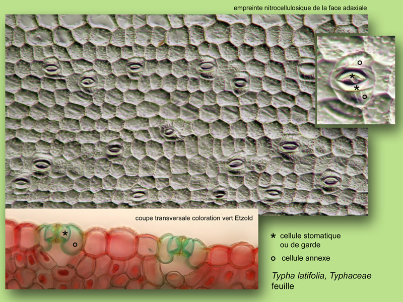 Typha latifolia, histologie, histology. #23432