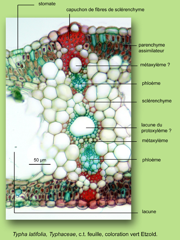 Typha latifolia, histologie, histology. #23430