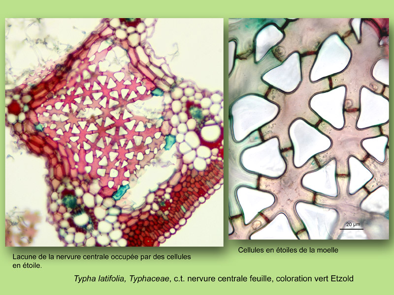 Typha latifolia, histologie, histology. #23431