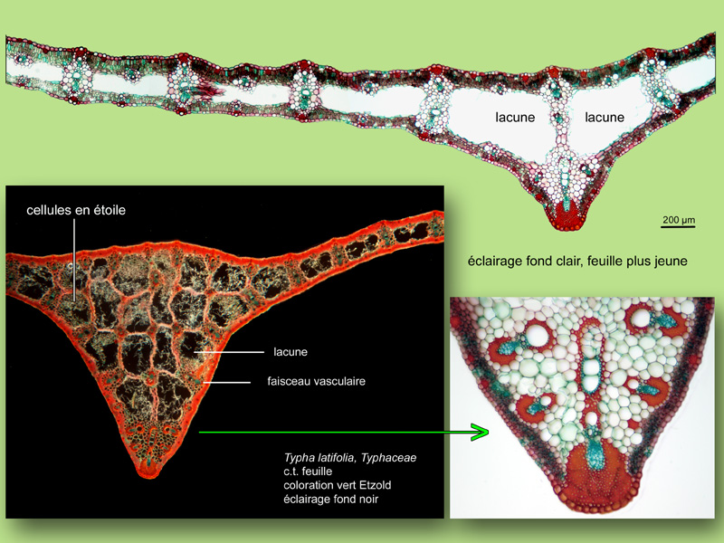 Typha latifolia, histologie, histology. #23429