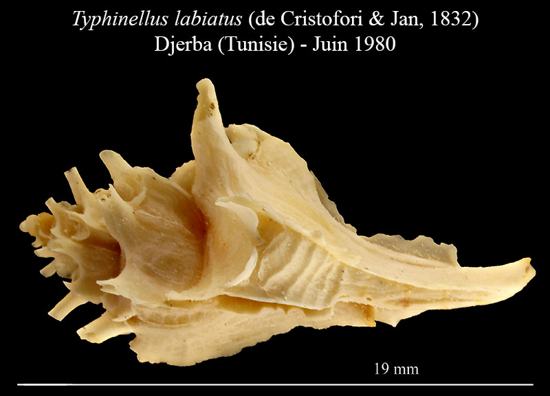 Typhinellus labiatus #56250