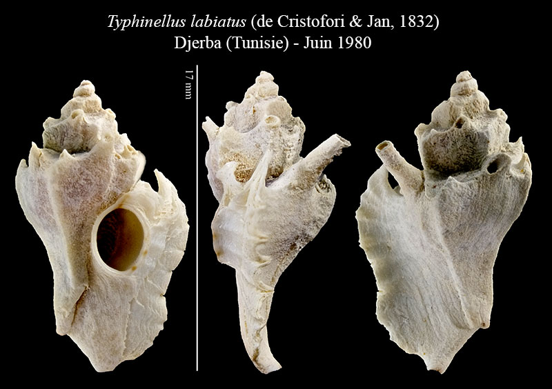 Typhinellus labiatus #56248
