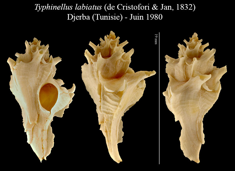 Typhinellus labiatus #56249