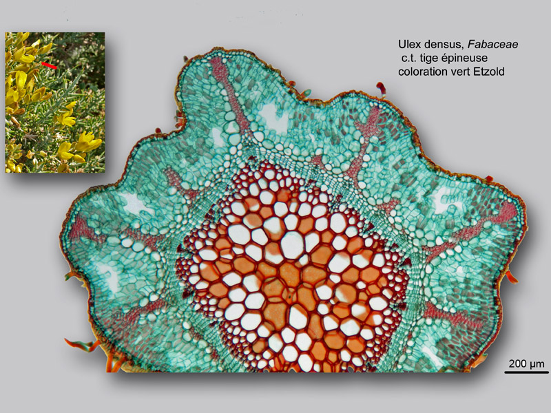 Ulex densus, histologie, histology. #22649