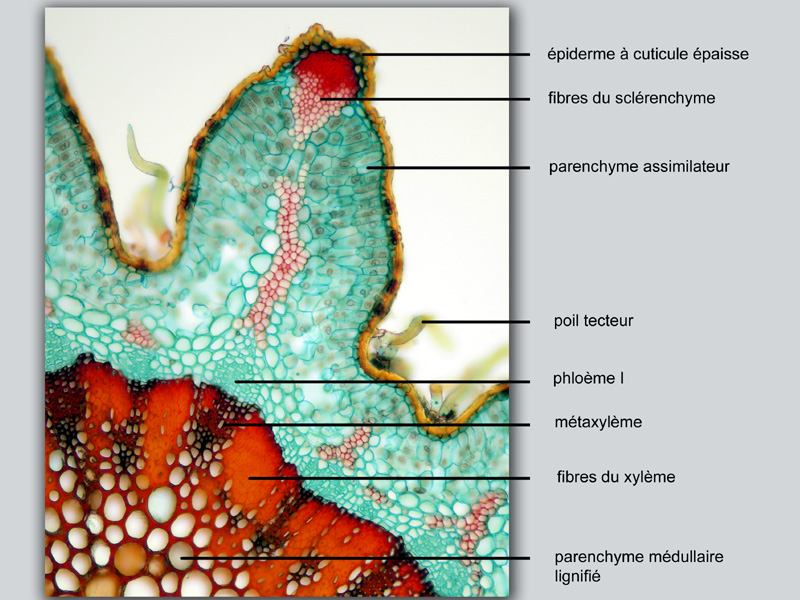 Ulex europaeus, histologie #18597
