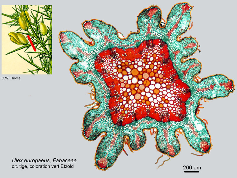 Ulex europaeus, histologie #18596