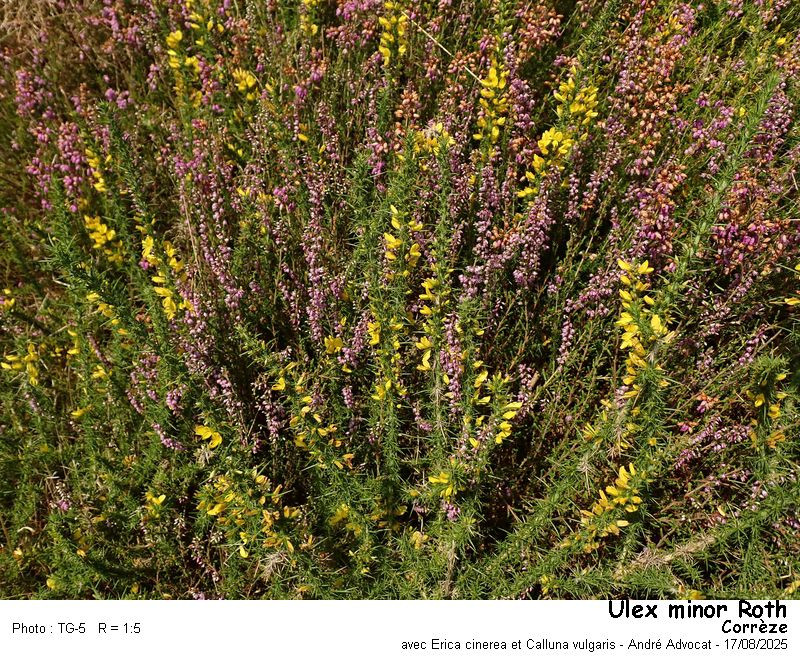 Ulex minor Roth ( Ajonc nain) #83544
