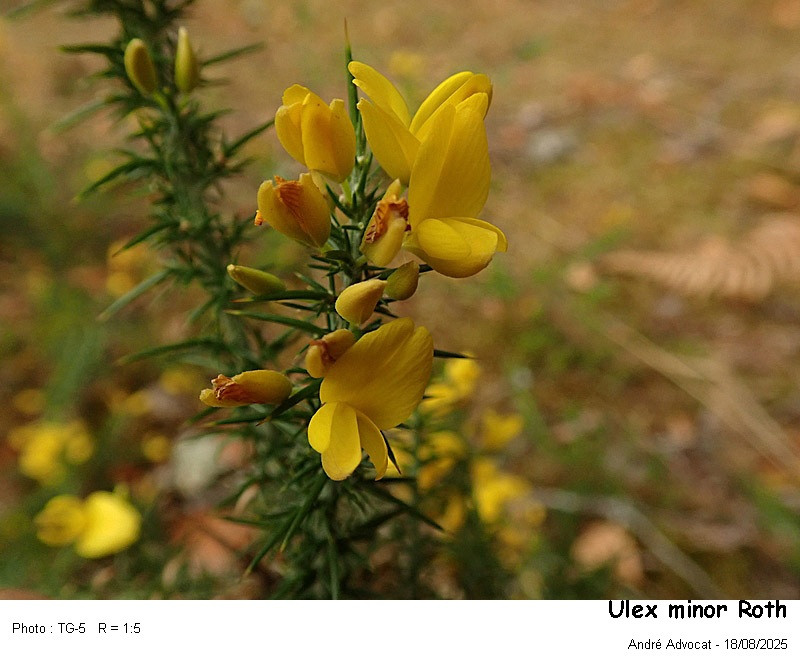 Ulex minor Roth ( Ajonc nain) #83546