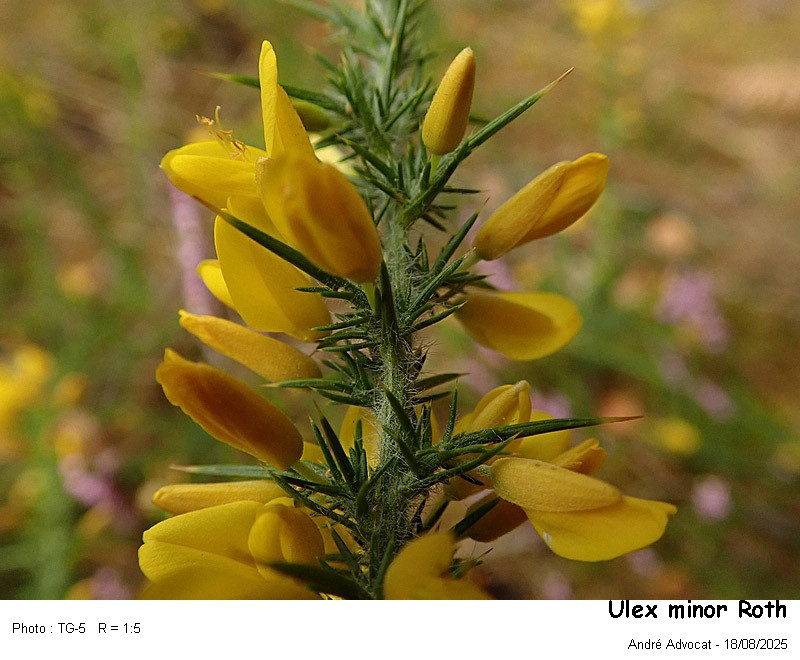 Ulex minor Roth ( Ajonc nain) #83547