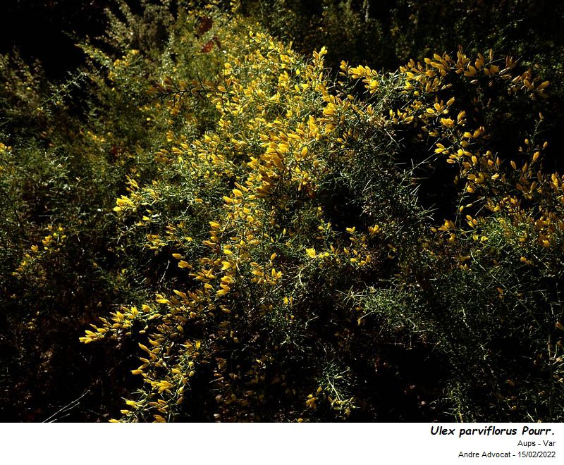 Ulex parviflorus Pourr. #69575