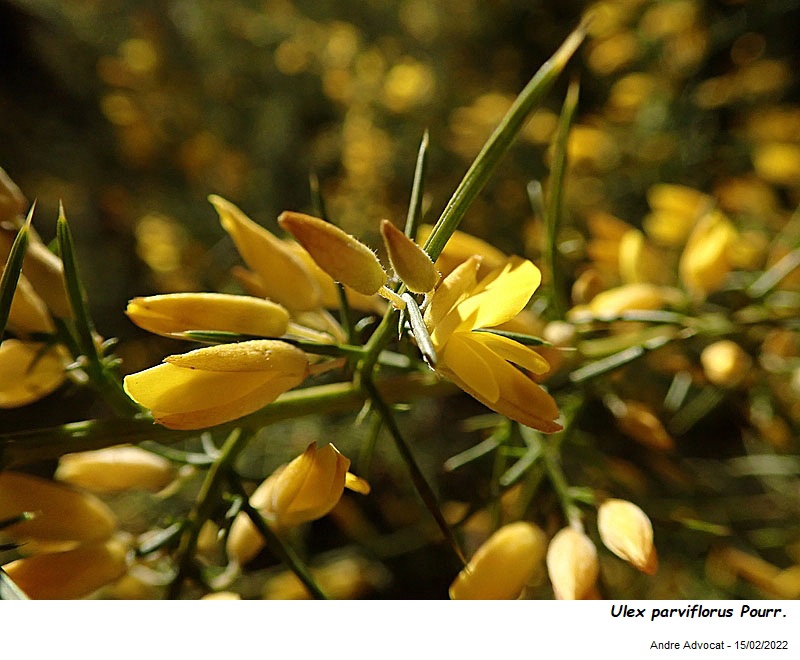 Ulex parviflorus Pourr. #69578