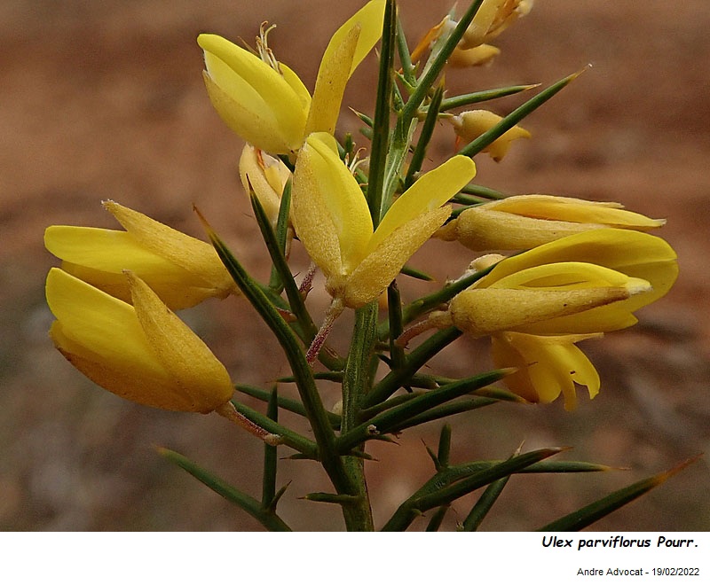 Ulex parviflorus Pourr. #69576