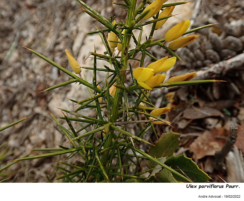 Ulex parviflorus Pourr. #69577