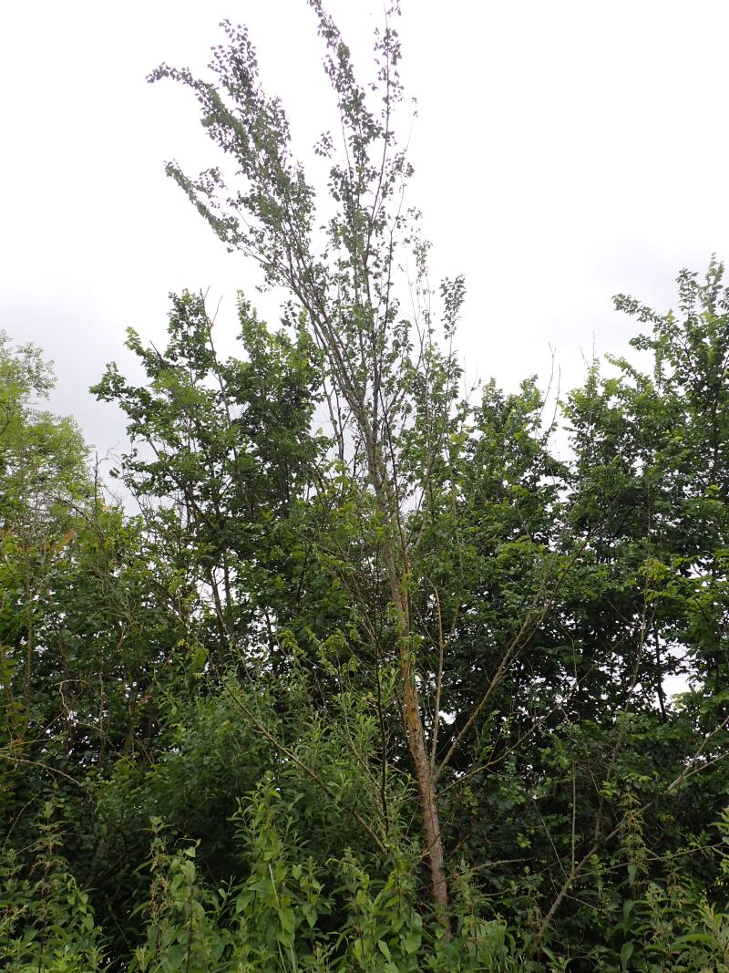 Ulmus minor L. - Orme champêtre #79226