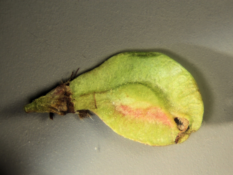 Ulmus minor L. - Orme champêtre #79234