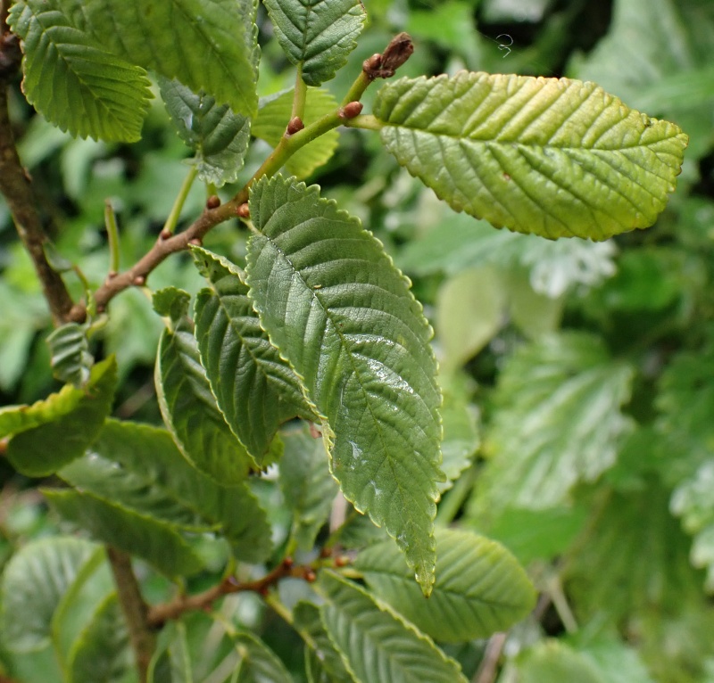 Ulmus minor L. - Orme champêtre #79227