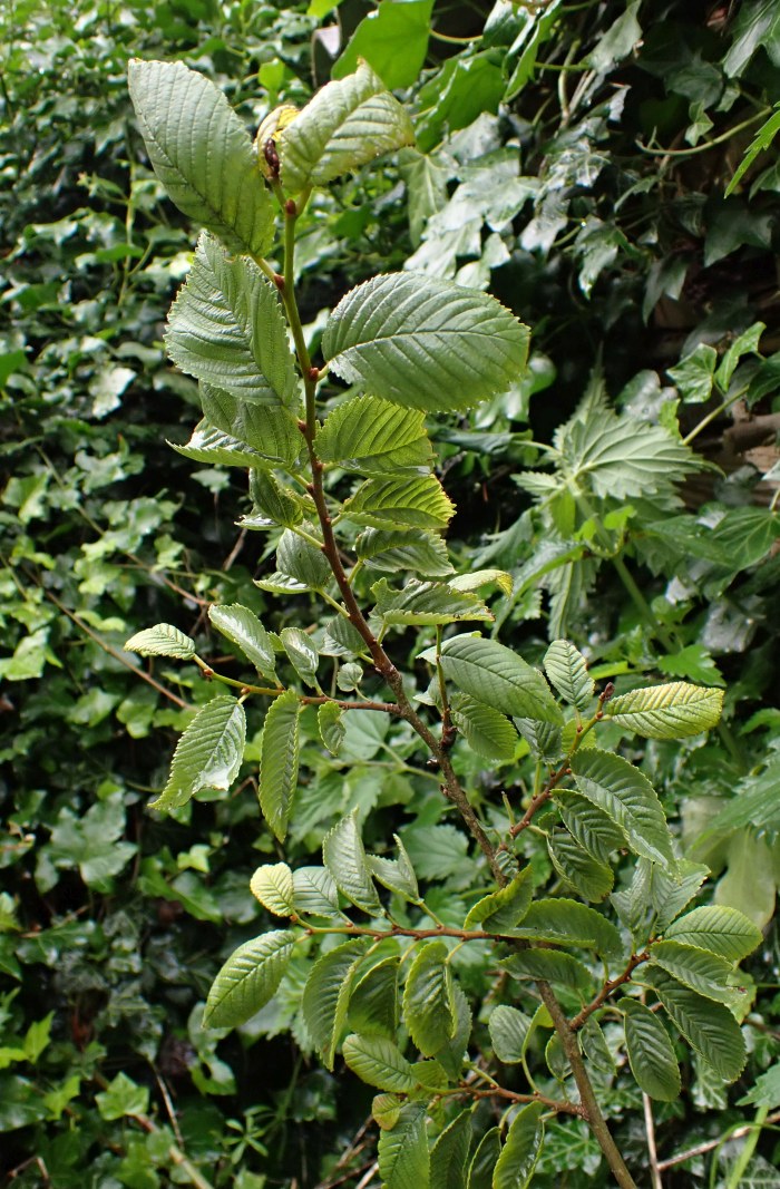 Ulmus minor L. - Orme champêtre #79229