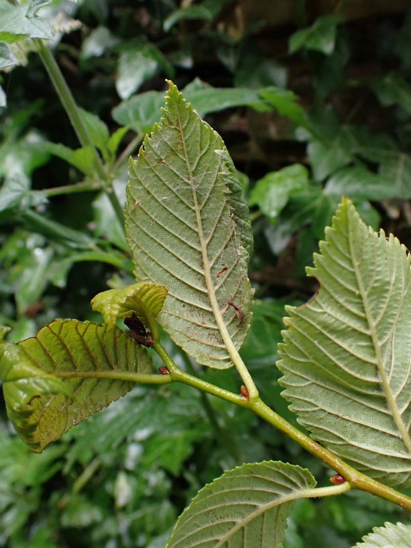 Ulmus minor L. - Orme champêtre #79230