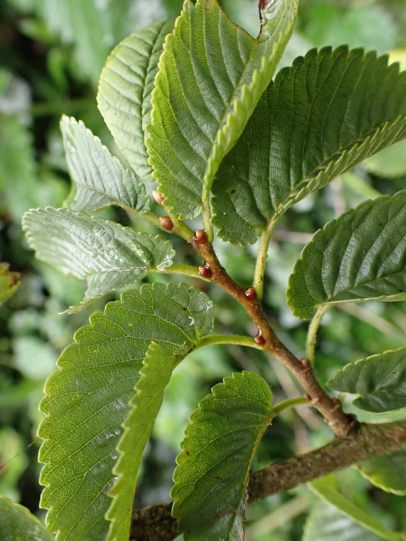 Ulmus minor L. - Orme champêtre #79228
