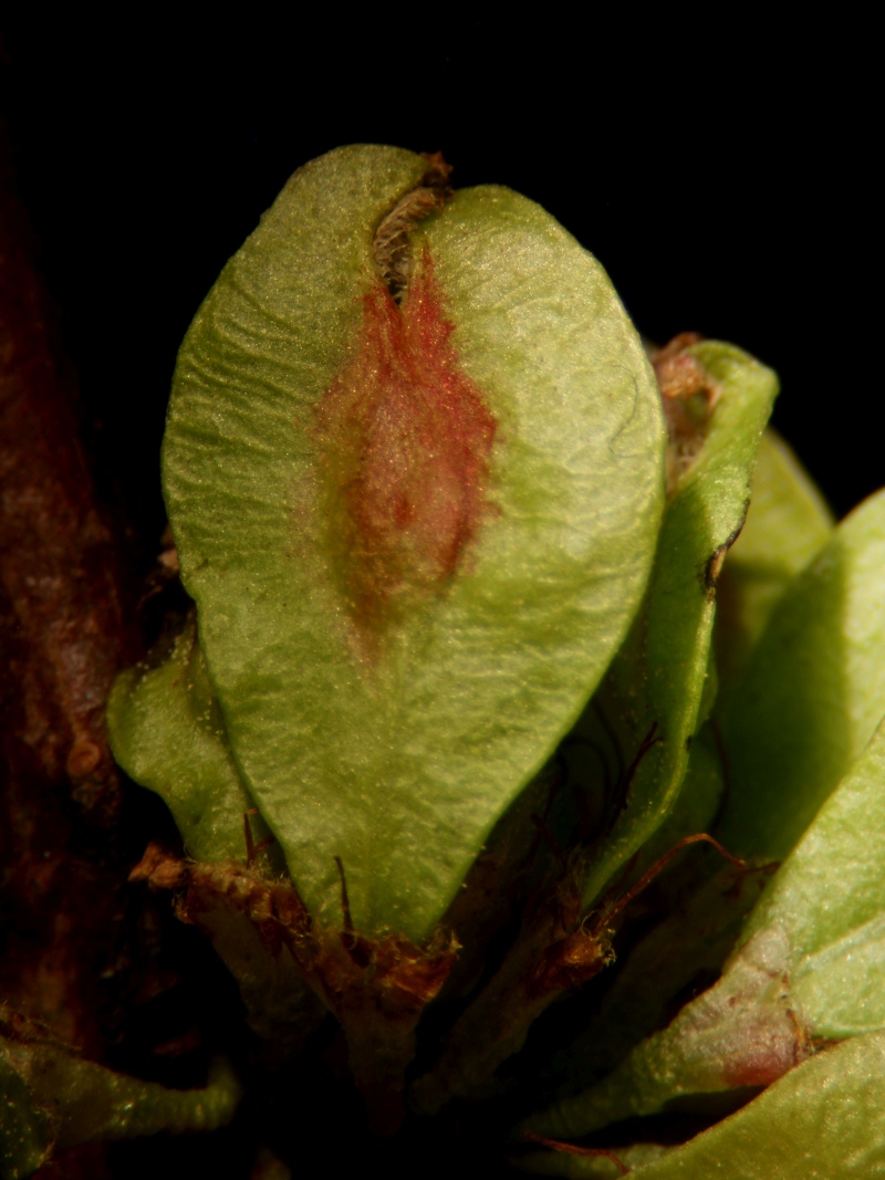 Ulmus minor L. - Orme champêtre #79235